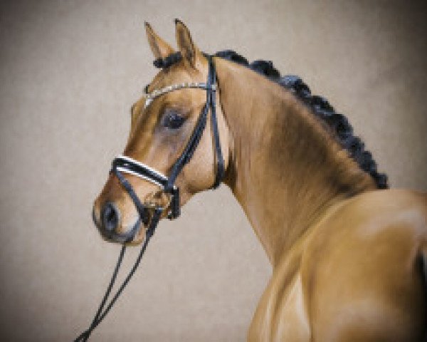 stallion Grand Royale (German Riding Pony, 2014, from Golden State 2)
