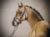 stallion Grand Royale (German Riding Pony, 2014, from Golden State 2)