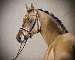 dressage horse Grand Royale (Deutsches Reitpony, 2014, from Golden State 2)