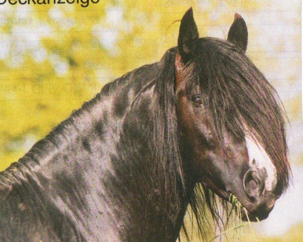 Deckhengst Negro Nostalgioso (Criollo, 1996, von Cura Lauquen Nostalgioso)