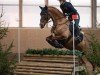 dressage horse Dublin 236 (Hanoverian, 2014, from Duke of Hearts xx)