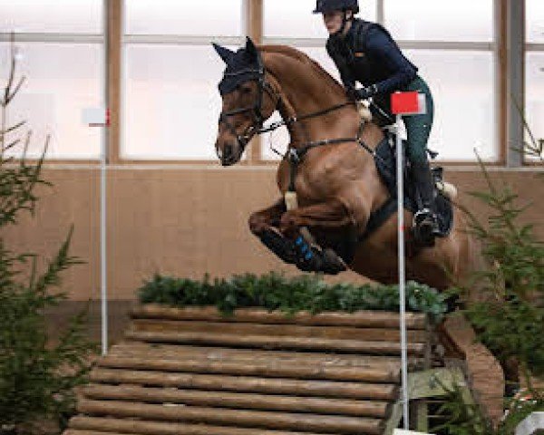dressage horse Dublin 236 (Hanoverian, 2014, from Duke of Hearts xx)