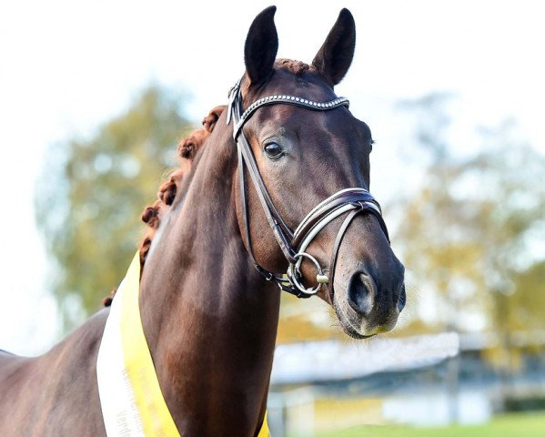 stallion Dimagico (Hanoverian, 2014, from Dimaggio)