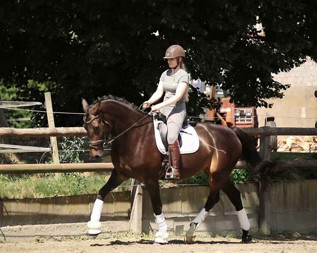 broodmare Goldi (Holsteiner, 2016, from Goldfever 3)