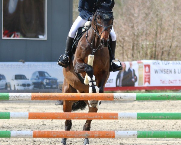 Dressurpferd Findus 153 (Hannoveraner, 2012, von First Flush)