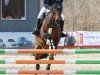 dressage horse Findus 153 (Hanoverian, 2012, from First Flush)