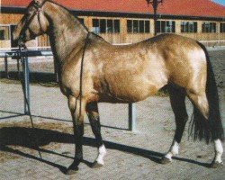 Deckhengst Macs Lucky Man (Quarter Horse,  , von The Hollywood Man)