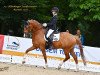 dressage horse Claudius Aurelius (German Riding Pony, 2016, from Cosmopolitan NRW)