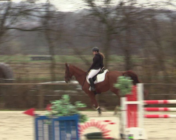 Reitturnier Springe 2025