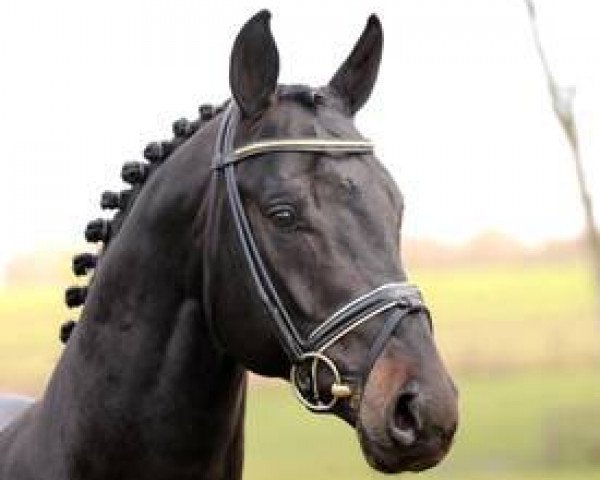 dressage horse Rosandro (Hanoverian, 2004, from Rosario)