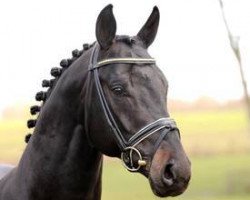 stallion Rosandro (Hanoverian, 2004, from Rosario 37)