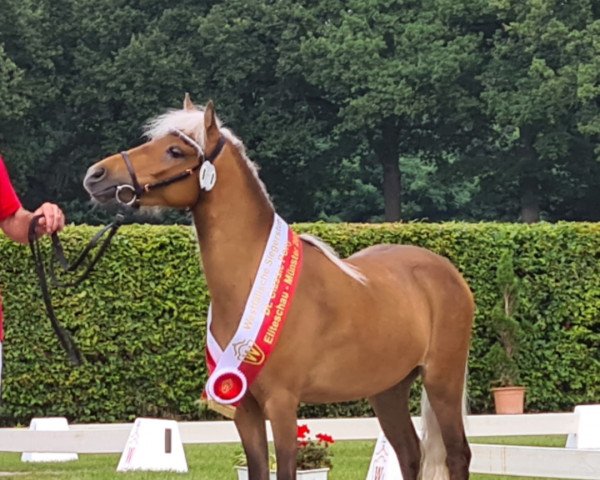 broodmare Kuba Libre v.Kleefeld (German Classic Pony, 2018, from Kronprinz)