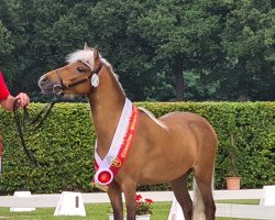 broodmare Kuba Libre v.Kleefeld (German Classic Pony, 2018, from Kronprinz)