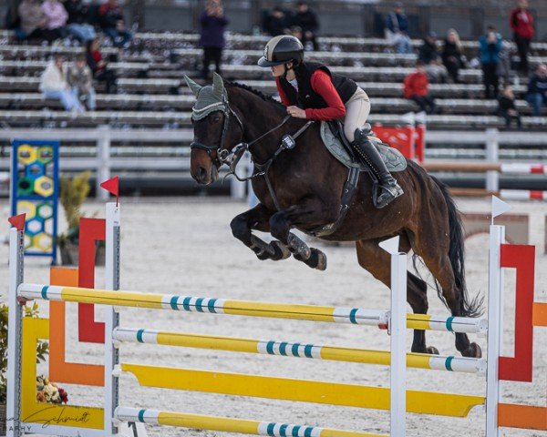Springpferd Diarevel (KWPN (Niederländisches Warmblut), 2012, von Diamant de Semilly)