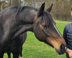 Dressurpferd Fiora M (Hannoveraner, 2015, von Florenz 71)