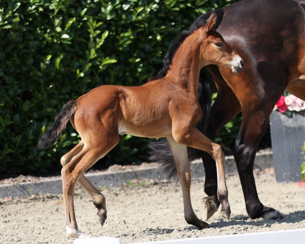 dressage horse Hengst von Baccardi's Best (Westphalian, 2021, from Baccardi’s Best)