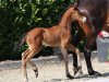 dressage horse Hengst von Baccardi's Best (Westphalian, 2021, from Baccardi’s Best)