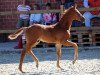 dressage horse Hengst von Vivat Rex / Likoto (Westphalian, 2021, from Vivat Rex)