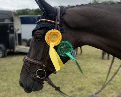 broodmare Lady Lakritz L (Oldenburg show jumper, 2016, from Kannan)