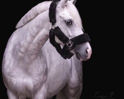 dressage horse Gustav 332 (Mecklenburg, 2011, from Moorkieker Gulliver)