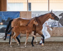 Springpferd Caesar Cult (Holsteiner, 2021, von Casanova de Beaufour DXB)