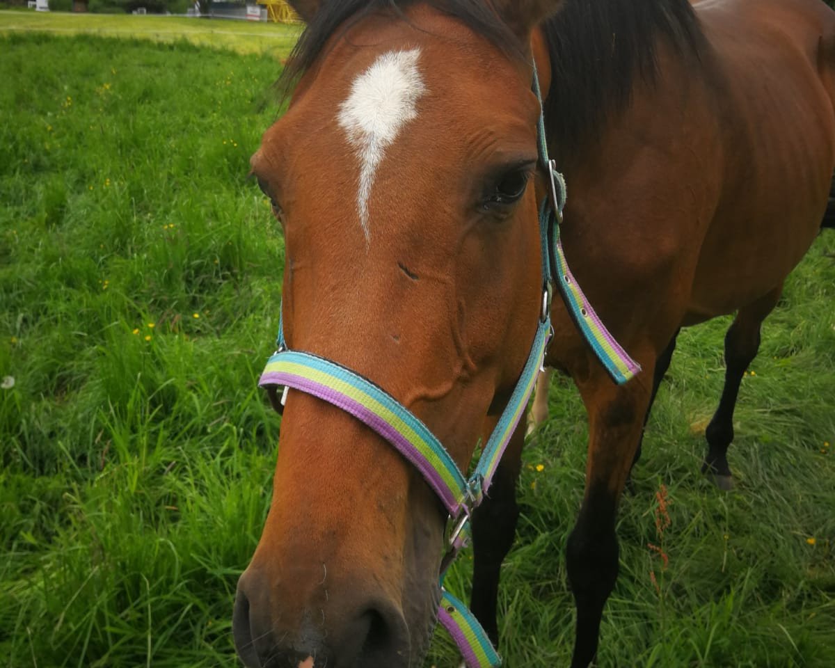 Zuchtstute Coco IV (Holsteiner, 2010, von Cassito)