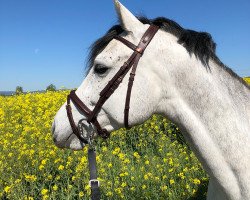 Springpferd Chili Vanili (Oldenburger Springpferd, 2015, von Ciacomo)