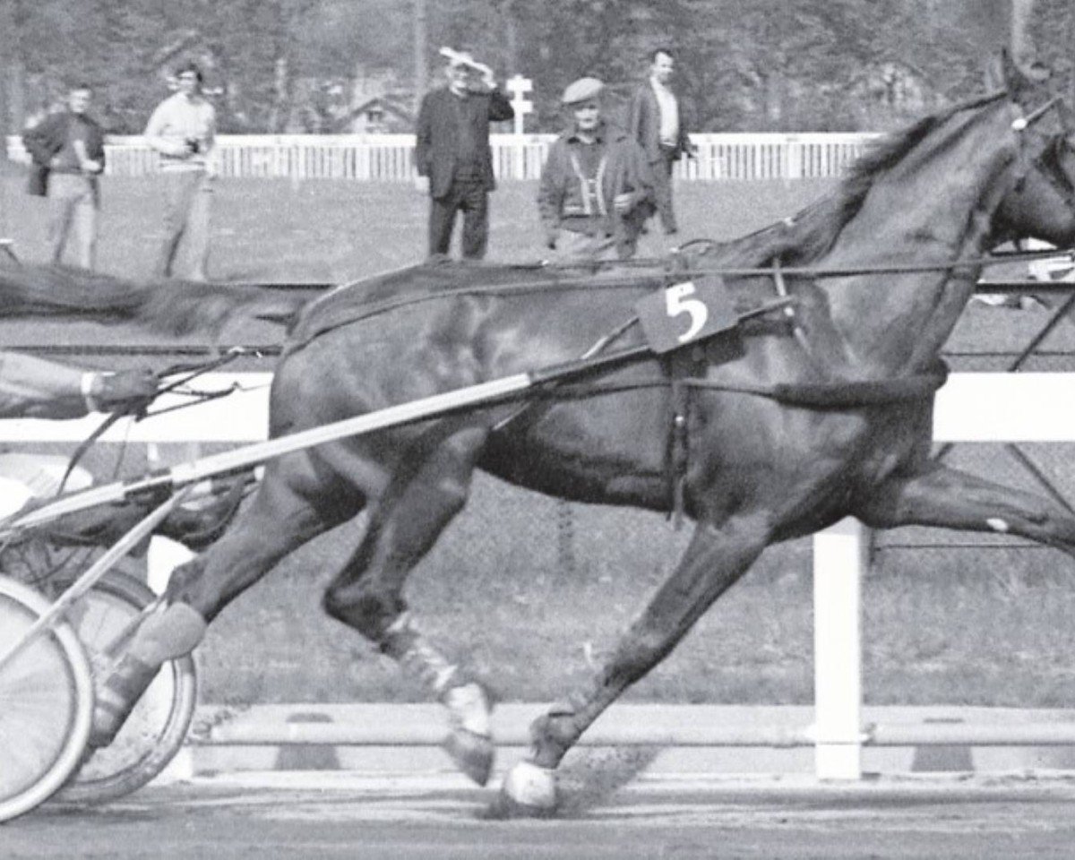 Deckhengst Buffet II (Französischer Traber, 1967, von Nonant le Pin (FR))