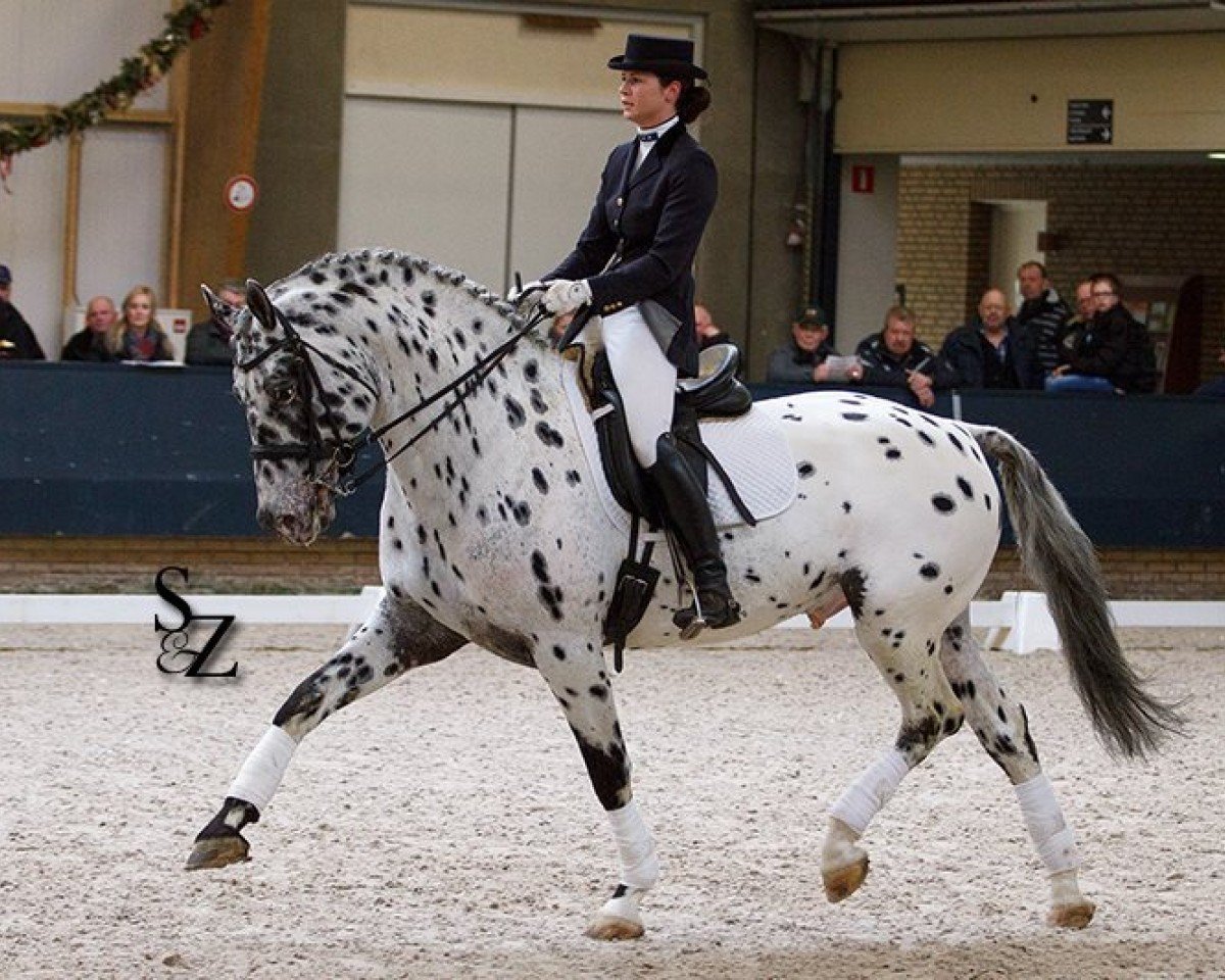 stallion Peru's Scen Tao (Nederlands Appaloosa Pony, 2002, from Pax)
