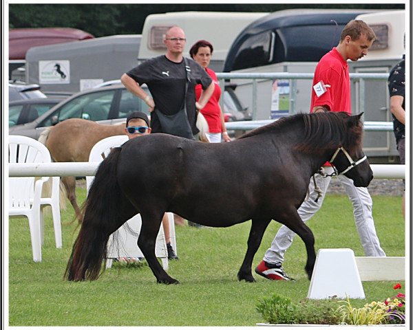 broodmare My Diva v. Willem's Hof (Shetland Pony, 2018, from Fireball van Gelre)