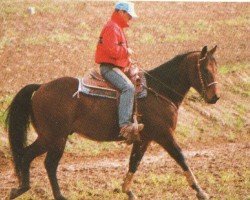 Deckhengst LH Freckles (Quarter Horse, 1989, von Tari Hankins)