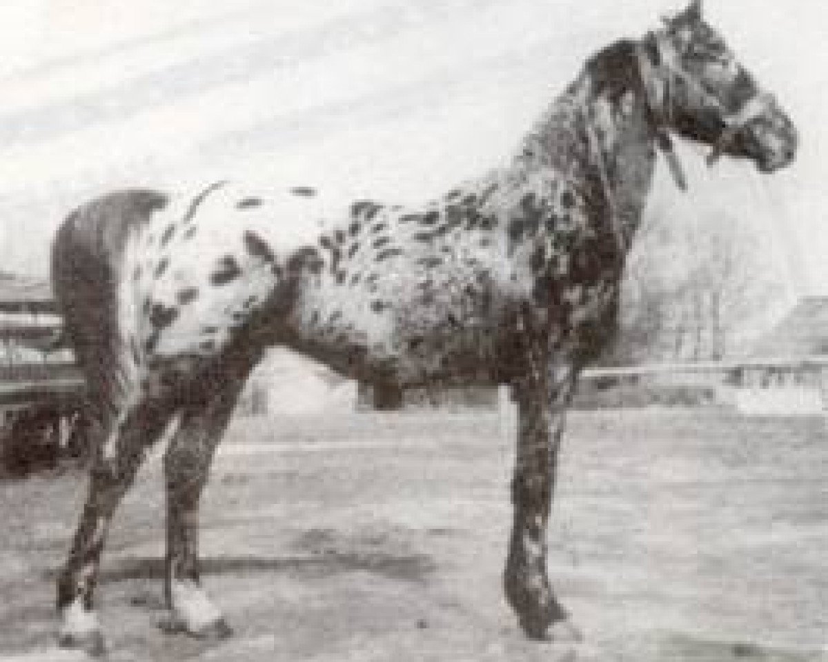 stallion Plet af Nørholm (Knabstrupper, 1977, from Wulff KNN 17)
