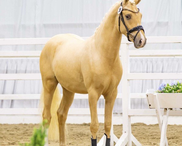 Pferd Bodethal's Davos (Deutsches Reitpony, 2022, von Arts Deilahro)
