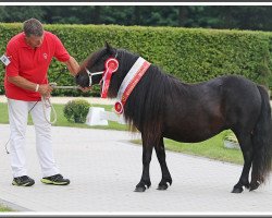 Zuchtstute Lennox v. Stepelo (Shetland Pony, 2017)