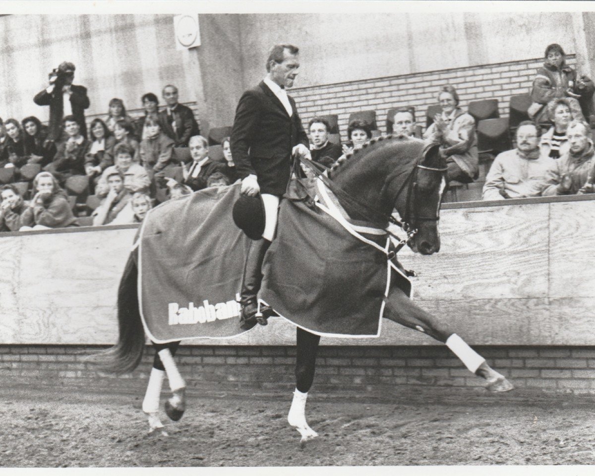 Deckhengst De Saint Urus d'Olympe x (Anglo-Araber, 1986, von Saint Erwan x)