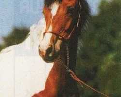 jumper Nadira (German Riding Pony, 2001, from Namao)
