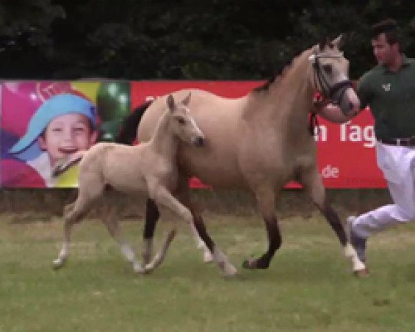 dressage horse Hengst von FS Numero Uno / FS Champion de Luxe (German Riding Pony,  , from Fs Numero Uno)