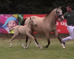 dressage horse Hengst von FS Numero Uno / FS Champion de Luxe (German Riding Pony,  , from Fs Numero Uno)