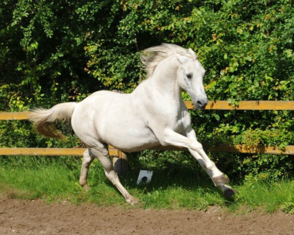 stallion Bernsees Bairan (Shagya Arabian, 1993, from Baron)