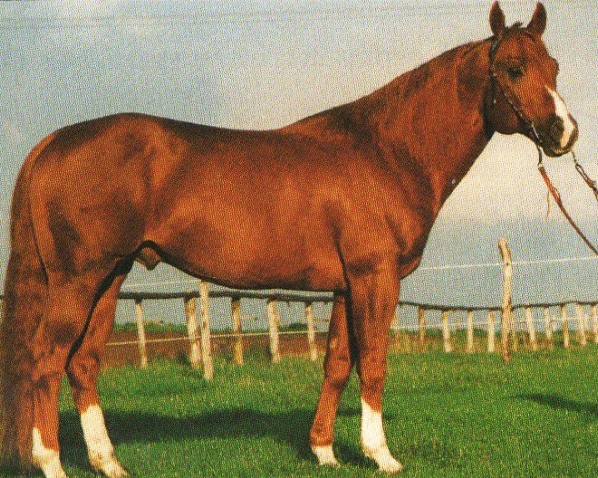 stallion Air to Beat (Quarter Horse, 1986, from Master Go Lucky)