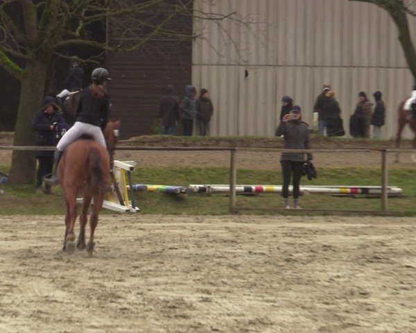 Reitturnier Springe 2025