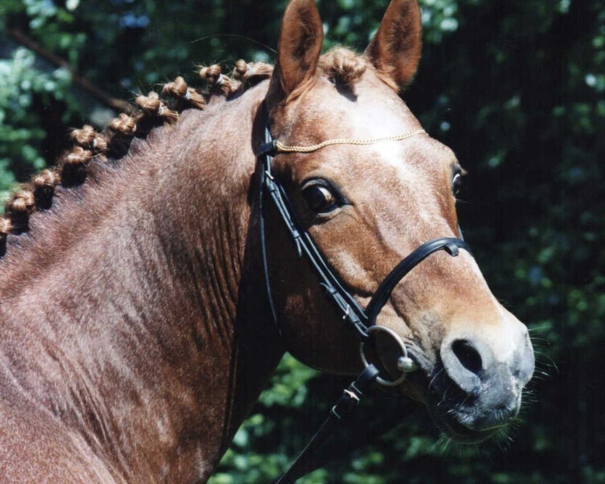 Deckhengst Astor (Deutsches Reitpony, 1982, von Arthur-O-Fon)