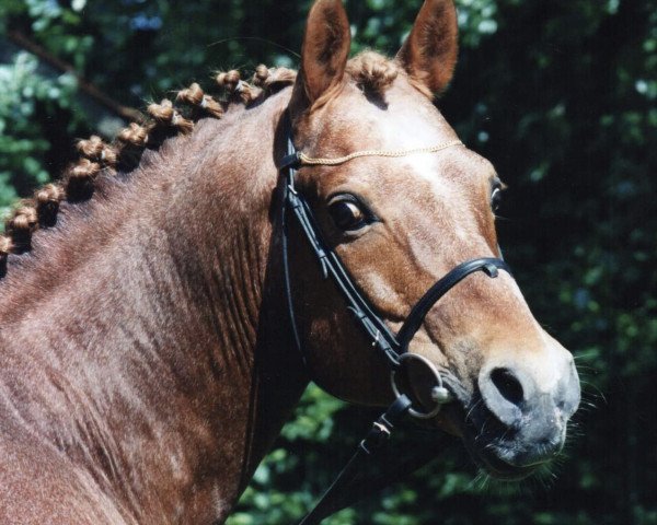 stallion Astor (German Riding Pony, 1982, from Arthur-O-Fon)