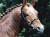 horse Astor (German Riding Pony, 1982, from Arthur-O-Fon)