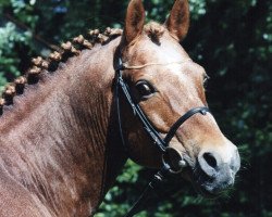 stallion Astor (German Riding Pony, 1982, from Arthur-O-Fon)