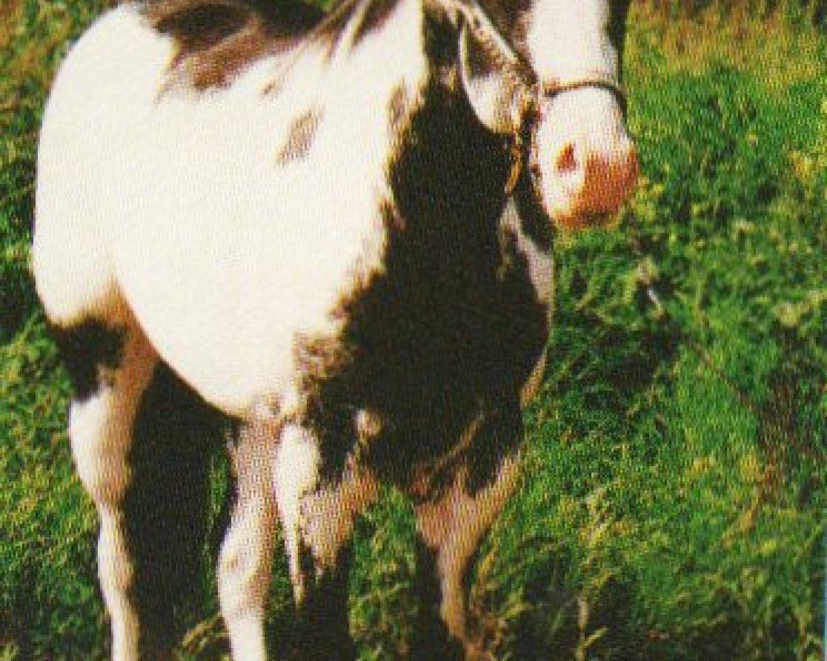 Deckhengst Docs Eternal Sun (Paint Horse,  , von Doc's Painted Legacy)