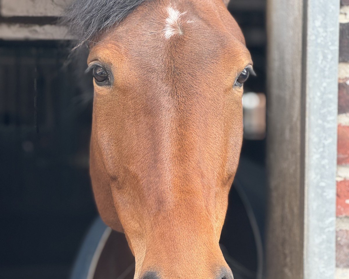broodmare Demba H (Westphalian, 2019, from Dembelé L)