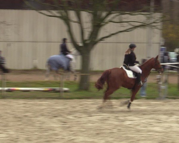 Reitturnier Springe 2025