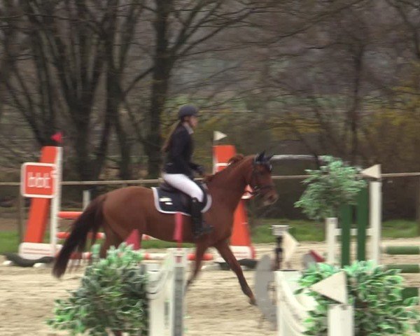 Reitturnier Springe 2025
