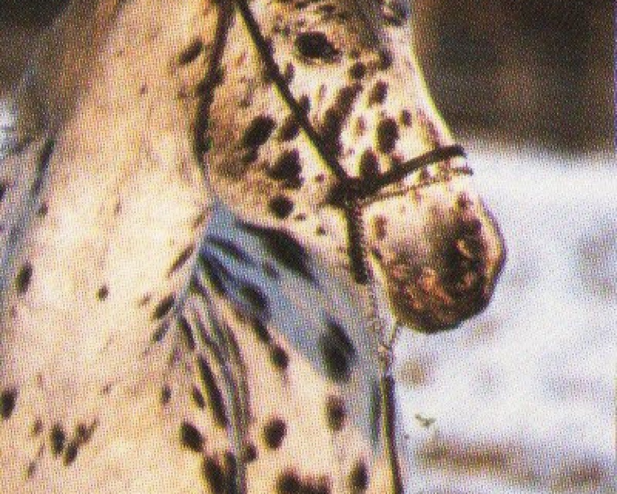 stallion Travelin Gay Power (Appaloosa, 1981, from Travelin Dice)
